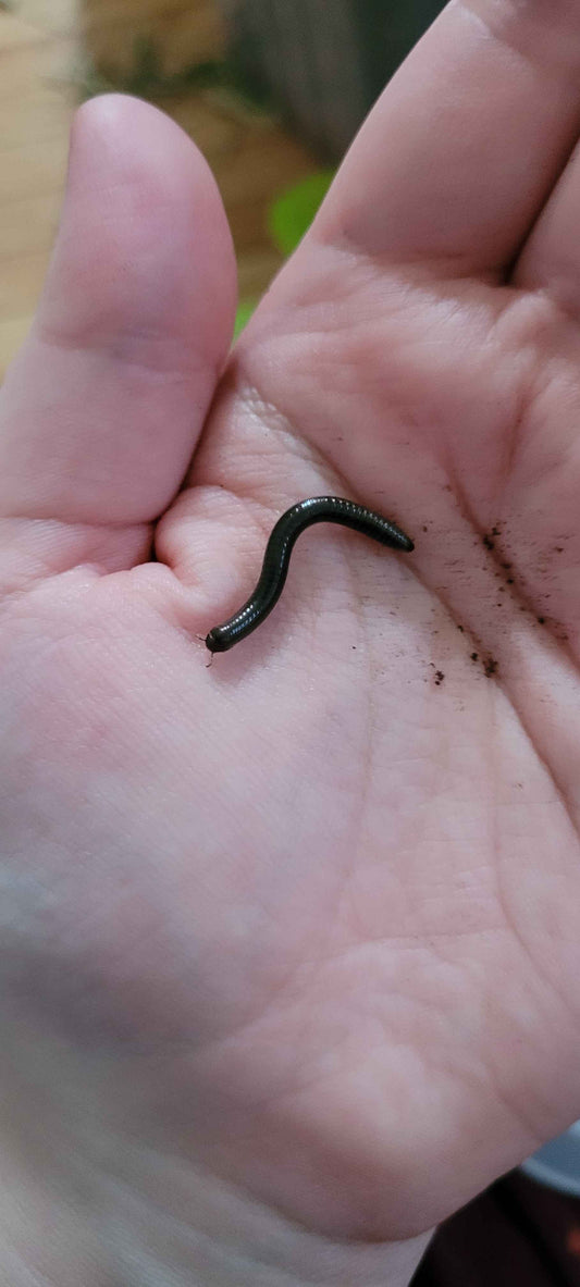 Parajulid Millipede (Tribe Aniulini)