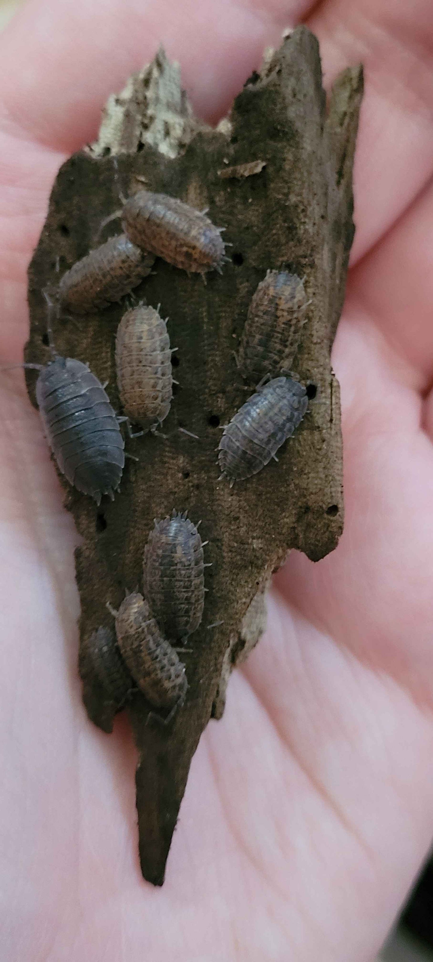 Porcellio scaber 'calico mix'