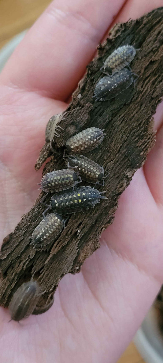 Porcellio spinicornis (Brickwork Woodlouse)