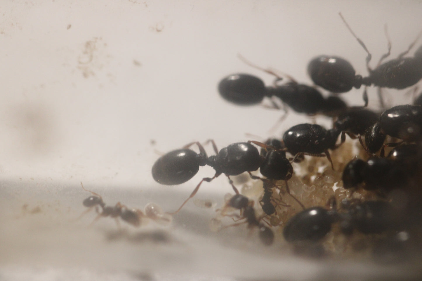 Tetramorium immigrans (Pavement Ants)