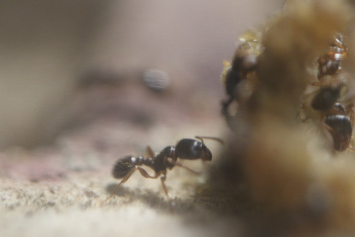 Tetramorium immigrans (Pavement Ants)