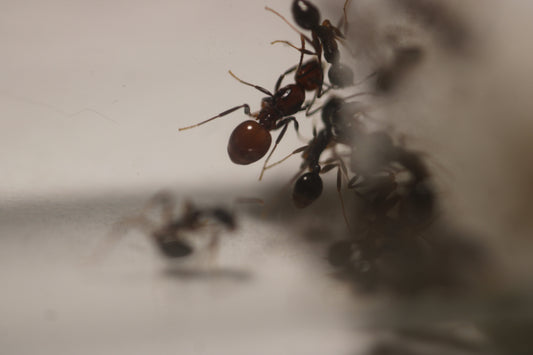 Aphaenogaster tennesseensis (Tennessee Collared Ants)