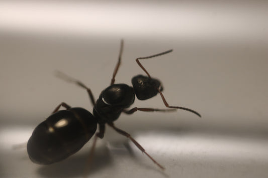 Formica fusca group (Black Field Ants)