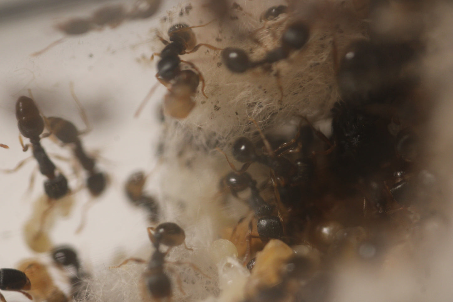 Tetramorium immigrans (Pavement Ants)