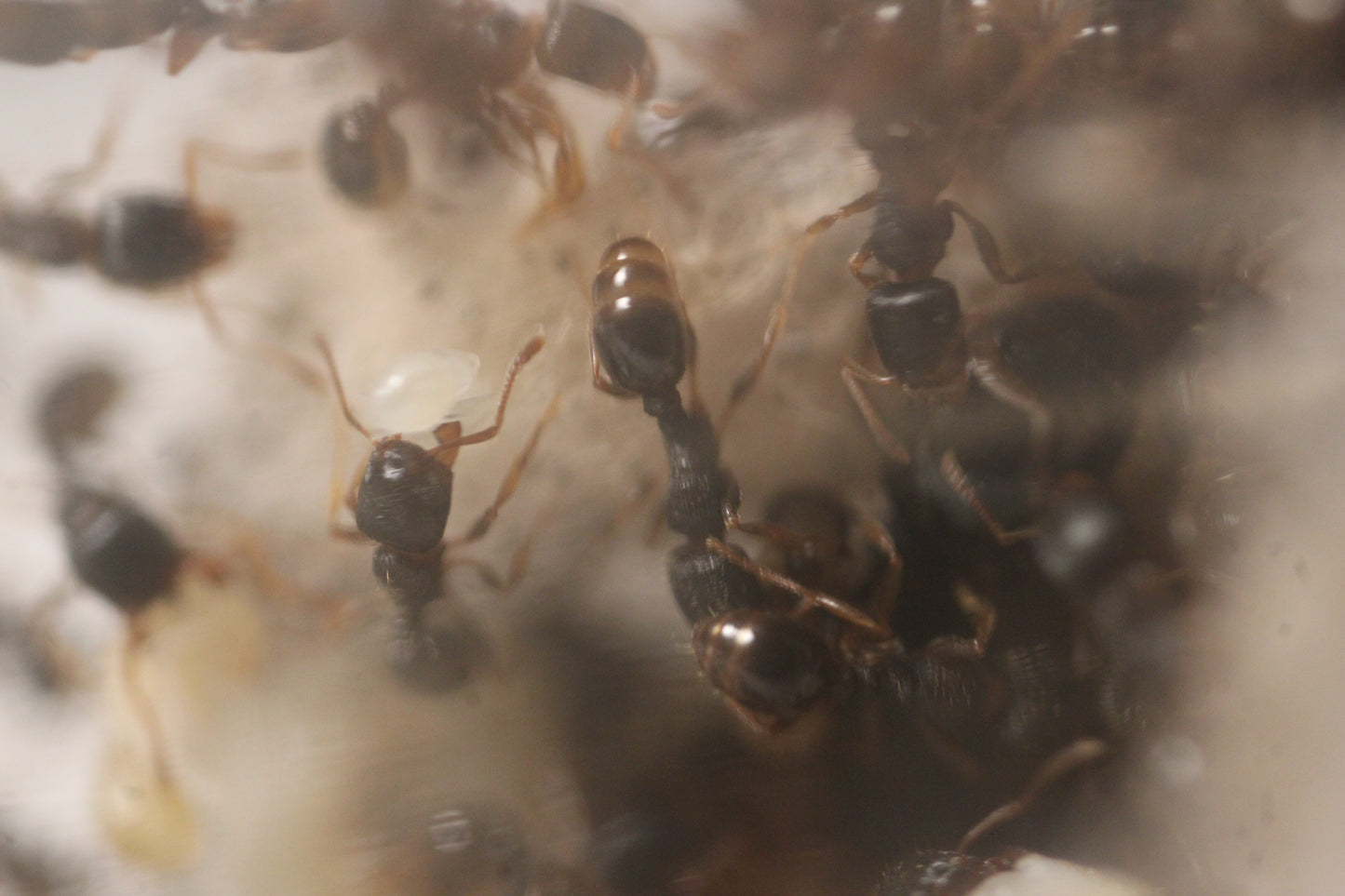 Tetramorium immigrans (Pavement Ants)