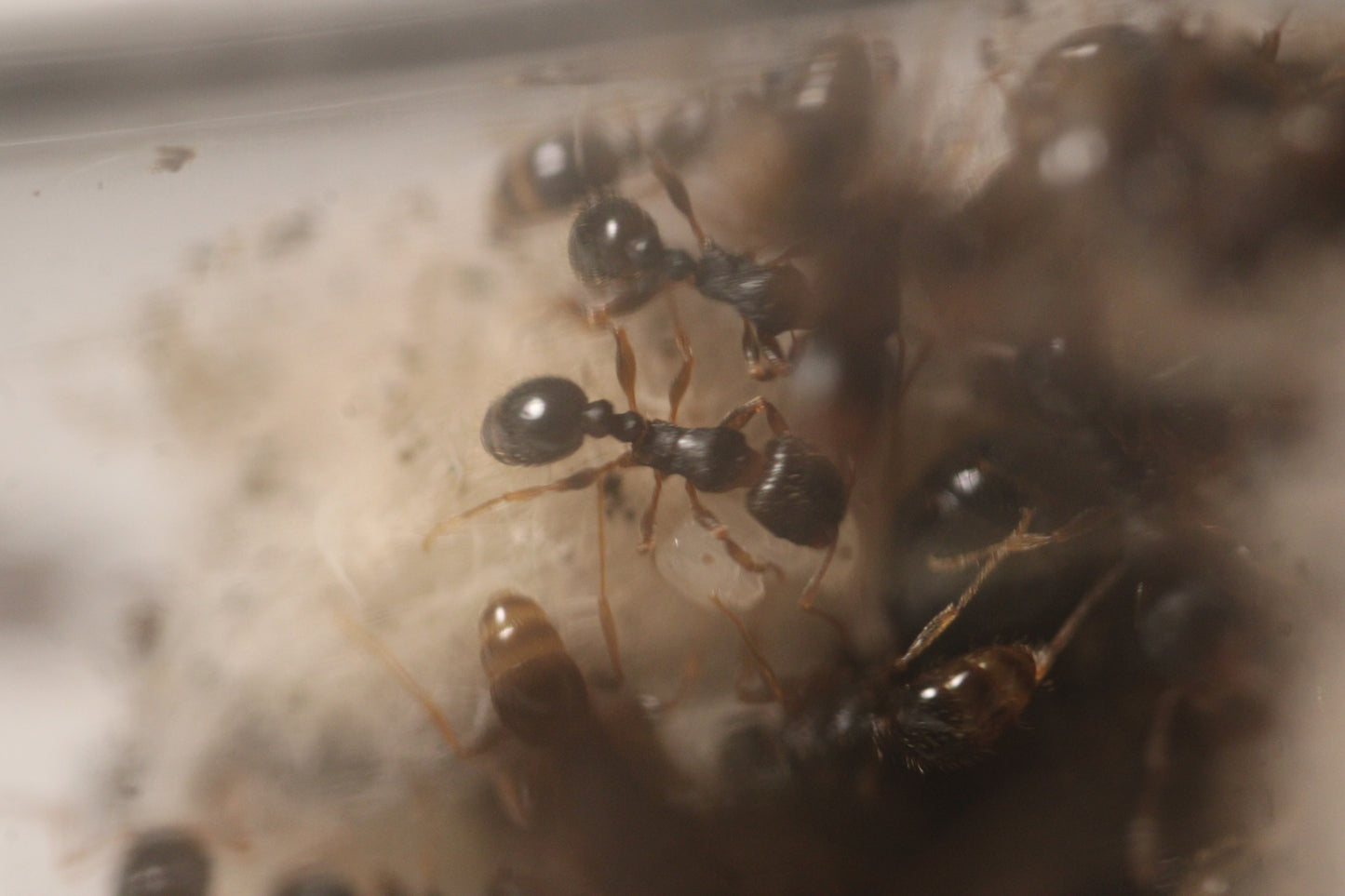 Tetramorium immigrans (Pavement Ants)