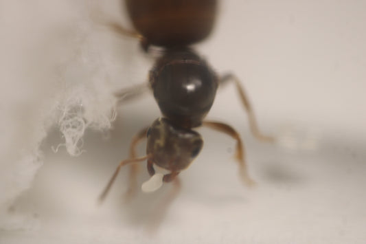 Lasius pallitarsis (Pale-Legged Fuzzy Ants)