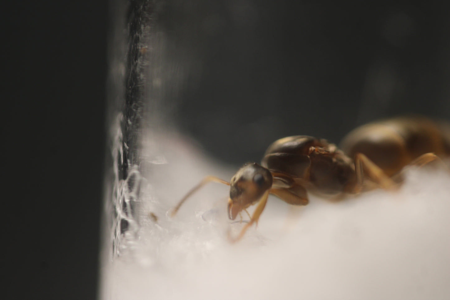 Lasius neoniger (Labour Day Ants)