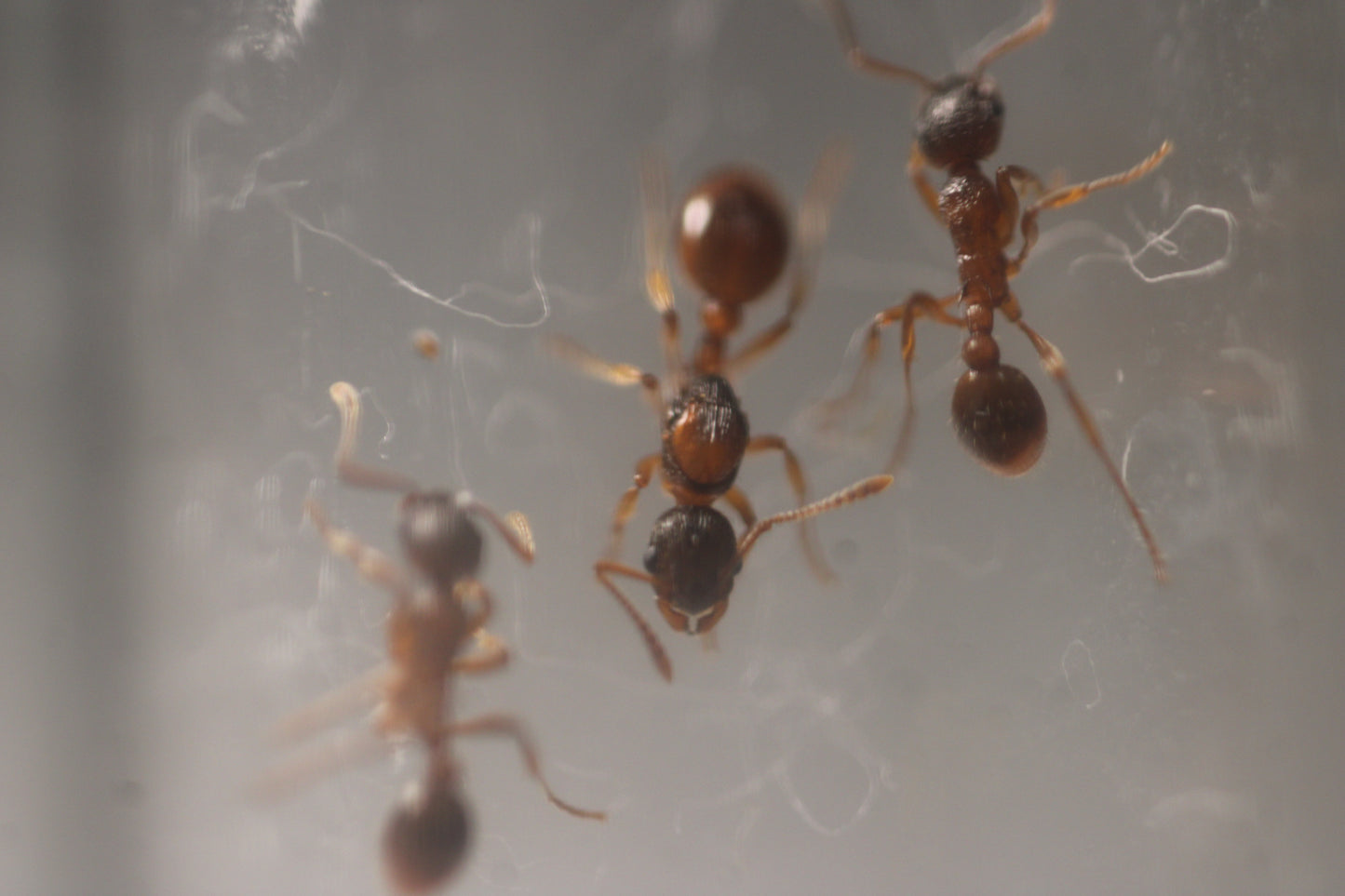 Myrmica rubra (European Fire Ants)