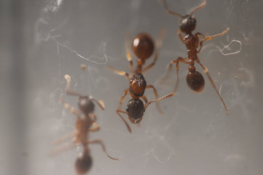 Myrmica rubra (European Fire Ants)