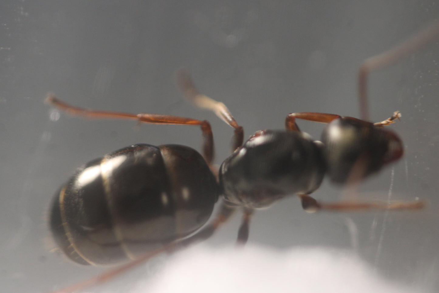 Formica fusca group (Black Field Ants)