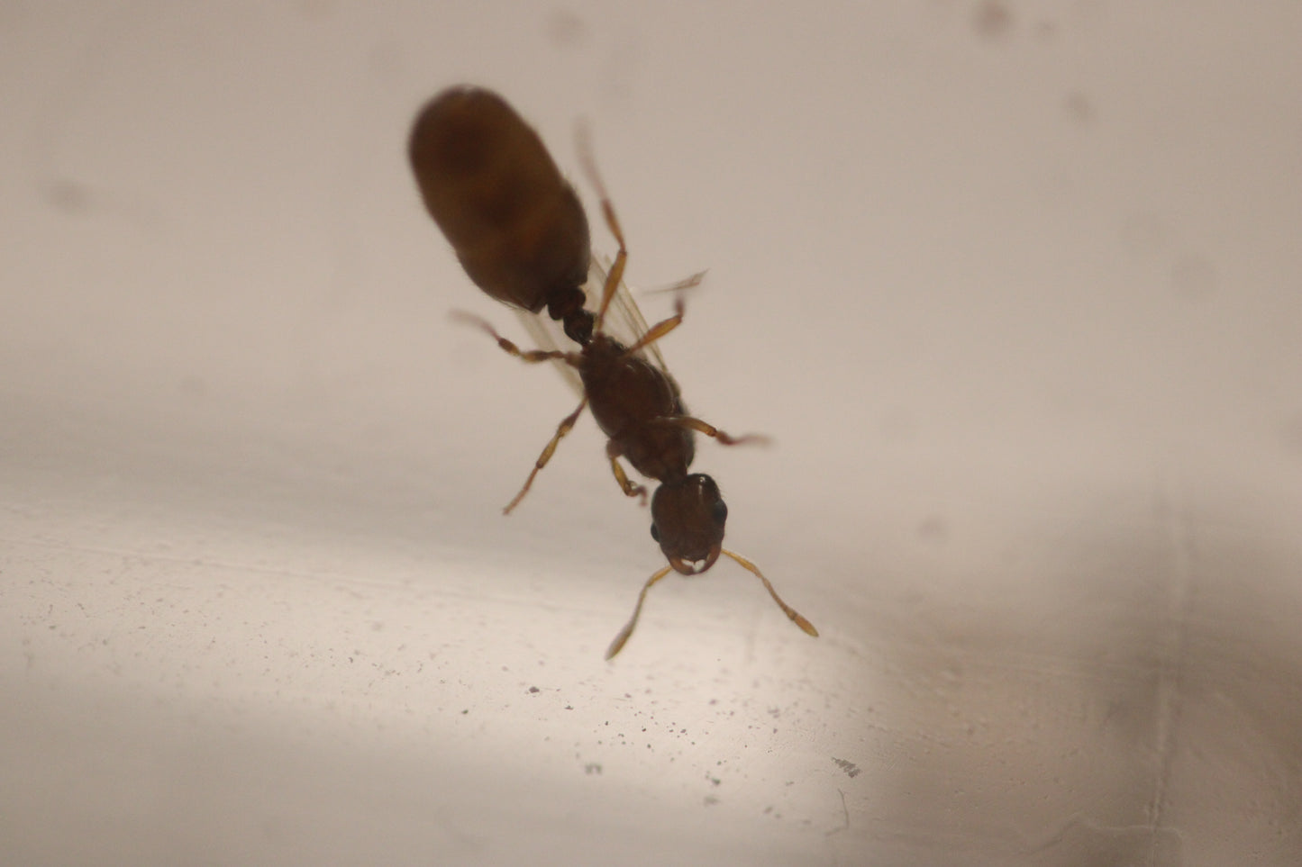 Solenopsis molesta (Thief Ants)