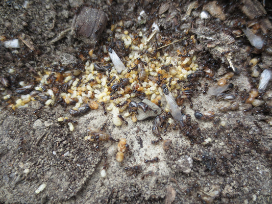 Tetramorium immigrans (Pavement Ants)