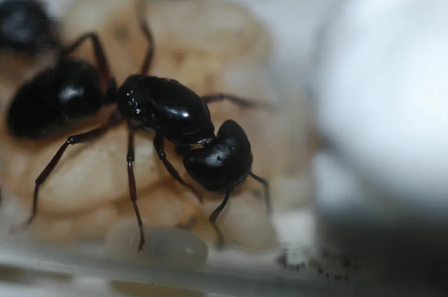 Camponotus herculeanus (Hercules Carpenter Ants)