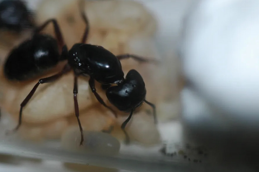 Camponotus herculeanus (Hercules Carpenter Ants)