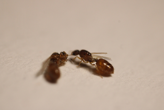 Solenopsis molesta (Thief Ants)