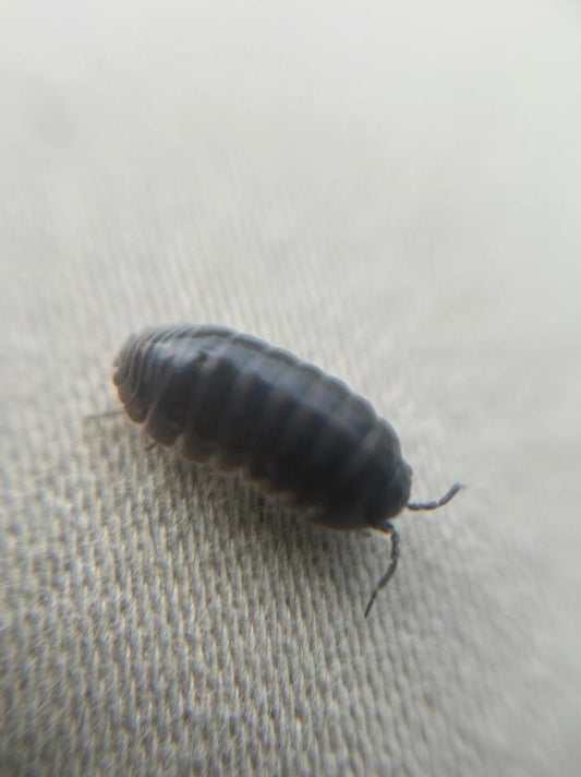 Armadillidium vulgare (Common Pill Woodlouse)